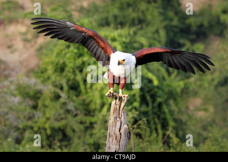 L'African Fish Eagle est perché avec un poisson dans ses serres, ailes déployées sur une souche d'arbre près du canal de Kazinga, en Ouganda. Banque D'Images