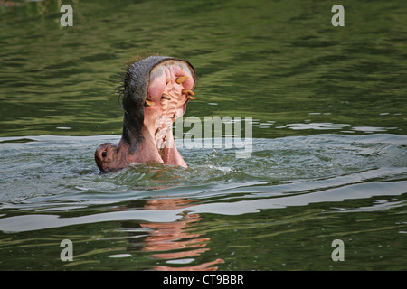 Un hippopotame sauvage présente une menace s'affichent dans le canal Kazinga en Ouganda, l'Afrique. Banque D'Images