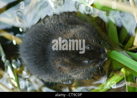 Le Campagnol de l'eau européenne (Arvicola amphibius) la végétation de l'alimentation Banque D'Images