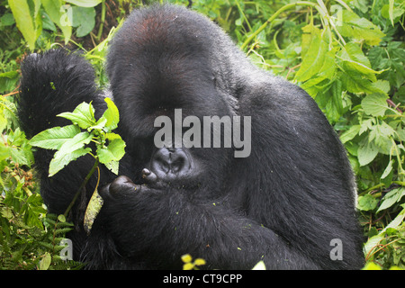 Gorille de montagne au dos argenté mâle dominant dans la nature sauvage de la montagnes Virunga entre le Congo et le Rwanda. Banque D'Images