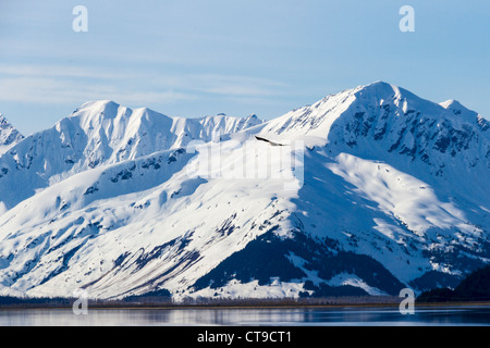 Pygargue à tête blanche en vol au-dessus de montagnes enneigées le long du bras Turnagain de Cook Inlet en Alaska.