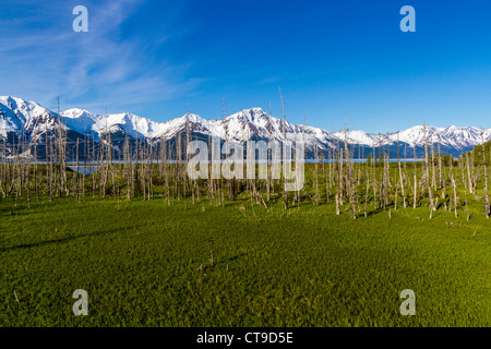 'Ghost' par 'arbres' Turnagain Arm branche de Cook Inlet en Alaska. Les arbres ont été inondés par l'eau salée pendant 1964 tremblement de terre. Banque D'Images