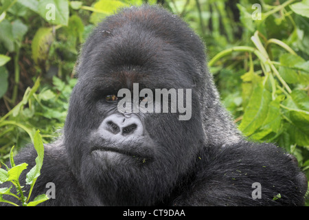 Gorille de montagne au dos argenté mâle dominant dans la nature sauvage de la montagnes Virunga entre le Congo et le Rwanda. Banque D'Images