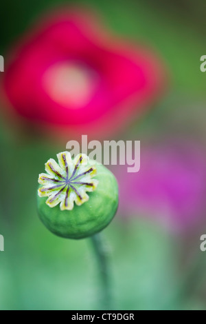 Papaver somniferum. Fleur de pavot gousse. Selective focus Banque D'Images