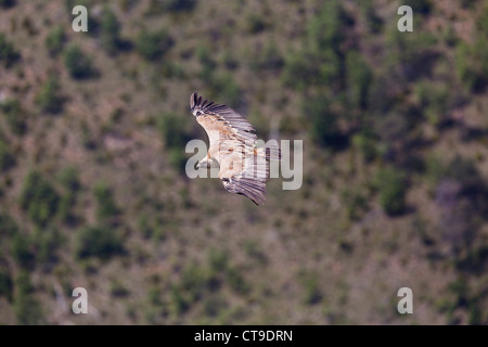 Vautour fauve Gyps fulvus ; ; en vol ; Pyrénées ; Espagne Banque D'Images