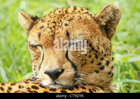 Un guépard sauvage repose dans l'herbe tout en gardant un œil sur les proies dans les savanes du Kenya, Afrique. Banque D'Images