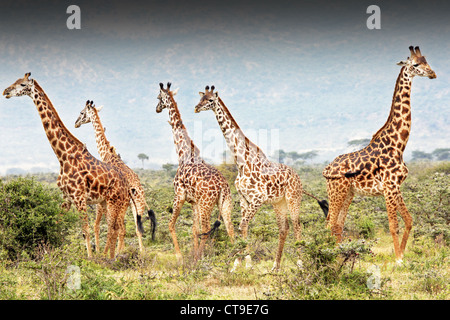 Un groupe de sauvages ou de Girafe Girafe Masaï Masaï, également connu sous le nom de la Kilimandjaro Girafe (Giraffa camelopardalis tippelskirchi). Banque D'Images