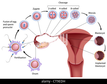 Le développement humain au début de la fécondation à l'implantation Banque D'Images