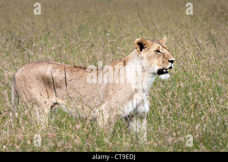 Une femme sauvage tiges Lion dans l'herbe en gardant un regard attentif dans le Masai Mara, Kenya, Afrique. Banque D'Images