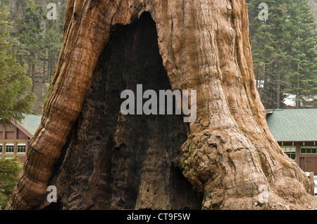 L'un des plus célèbre arbre vivant, à Sequoia National Park, Californie, USA Banque D'Images