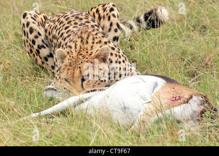 Un guépard avec son kill, une Gazelle de Thomson. Ce tuer a été photographié à l'état sauvage dans le Masai Mara, Kenya, Afrique. Banque D'Images