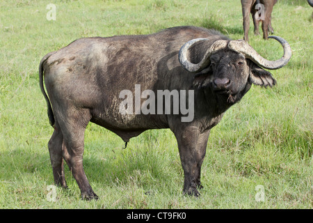 Un buffle sauvage près montres le lac Nakuru, Kenya, Afrique. Banque D'Images