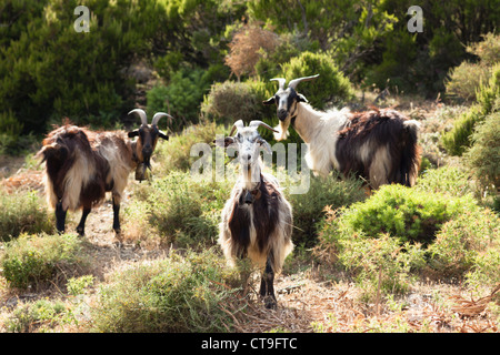 Trois chèvres dans la végétation de la montagne Supramonte en Sardaigne, Italie. Banque D'Images