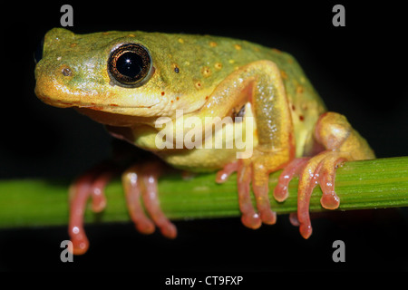 Une grenouille de roseau commun (Hyperolius viridiflavus variabilis) en Ouganda, l'Afrique. Isolé sur le noir. Banque D'Images