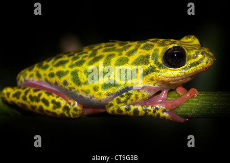 Une grenouille de roseau commun (Hyperolius viridiflavus variabilis) en Ouganda, l'Afrique. Isolé sur le noir. Banque D'Images