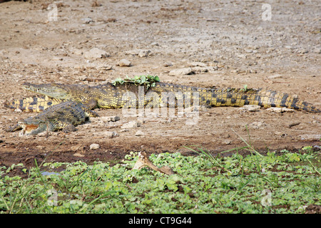 Les crocodiles du Nil sauvage ou conjoint de crocodiles (Crocodylus niloticus) au soleil sur les rives du canal de Kazinga en Ouganda, l'Afrique. Banque D'Images