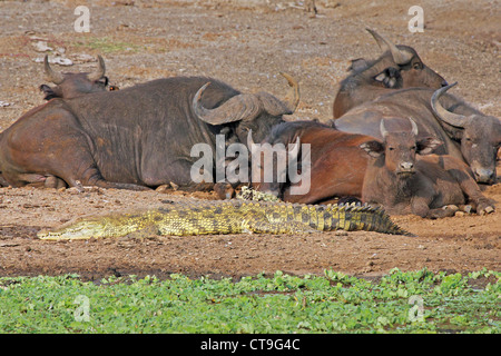 Un Crocodile du Nil sauvage ou conjoint de crocodile (Crocodylus niloticus) au soleil sur les rives du canal de Kazinga en Ouganda, l'Afrique. Banque D'Images