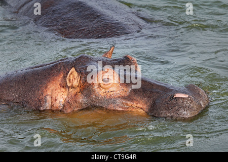 Hippopotames sauvages nager dans le canal Kazinga en Ouganda, l'Afrique. Banque D'Images
