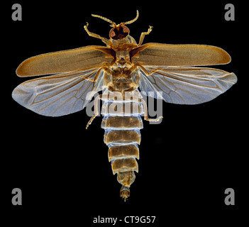 Darkfield photomicrographie, Firefly, Lampyris noctiluca adultes Banque D'Images