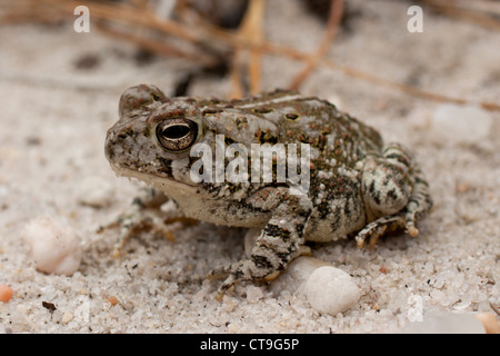 Le crapaud de Fowler (Anaxyrus fowleri) sur le sable Banque D'Images