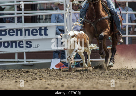 Événement de veaux au lasso au Calgary Stampede Rodeo Banque D'Images