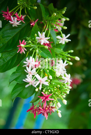 Oranger fleur tropicale, Phuket, Thaïlande. Banque D'Images