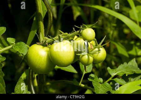 Les tomates vertes dans un jardin Banque D'Images