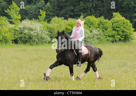 19 ans cavalier au dos d'un cheval frison trottant dans un pré Banque D'Images