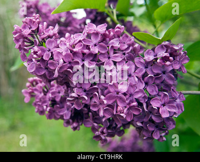 Lilas commun Syringa vulgaris fleur en libre Banque D'Images