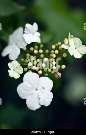 Viburnum opulus fleurs ou Guelder Rose, de l'eau ancien, European Cranberrybush, crampon, l'écorce de l'arbre en boule dans closeup Banque D'Images