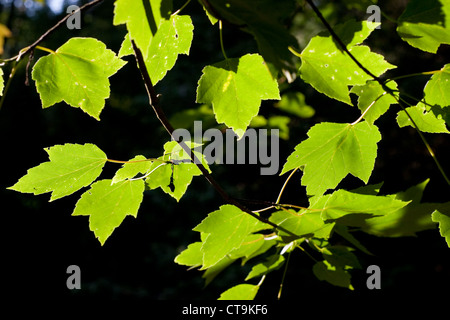 Coucher de soleil rouge Acer rubrum, également connu sous le nom de Franksred avec ses feuilles vertes rétroéclairées par la lumière du soleil Banque D'Images