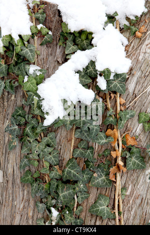 Neige sur le lierre vert sur l'arrière-plan de l'arbre (Hedera helix) Banque D'Images