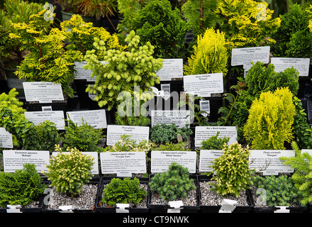La sélection des plantes Bonsai dans un centre de jardinage. Banque D'Images