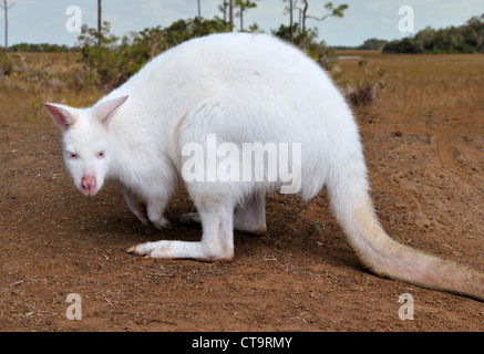 Kangourou albinos ,Gros plan Banque D'Images