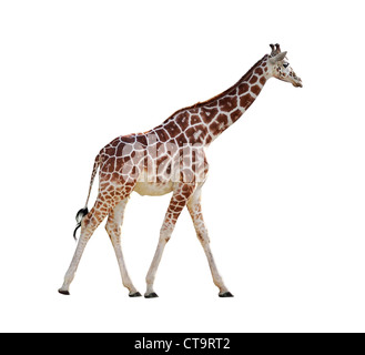 Girafe isolé sur fond blanc Banque D'Images