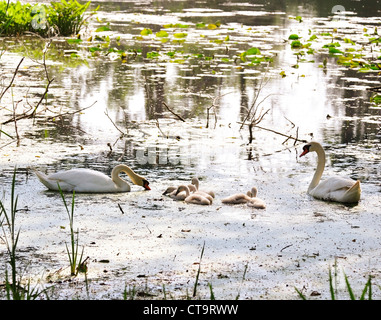 Cygnes blancs avec les oisillons sur le lac Banque D'Images