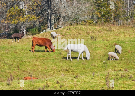 Cheval vache et moutons paissant sur l'herbe dans un champ agricole dans le Maine. Banque D'Images