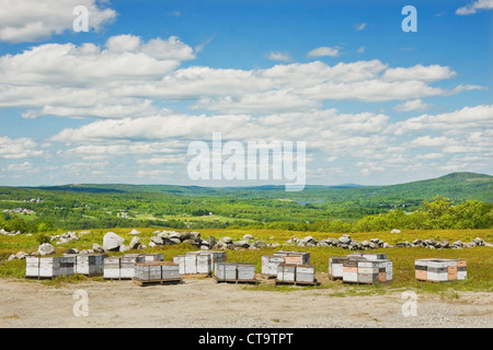 Ruches dans un champ de bleuets du Maine. Banque D'Images