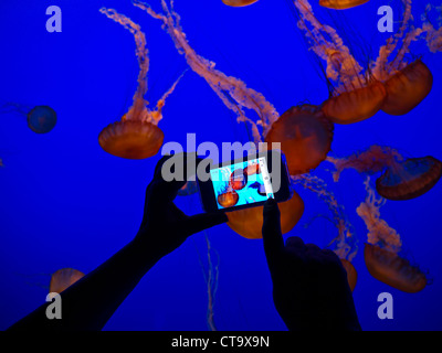 Hand holding Apple iPhone 4S'enregistrer des images de méduses dans la baie de Monterey Monterey Aquarium California USA Banque D'Images