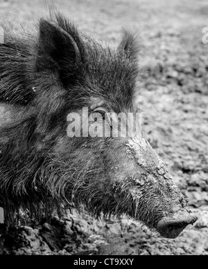 Image en noir et blanc d'une femelle adulte le sanglier dans un children's zoo farm Banque D'Images