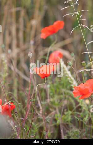 Coquelicots poussant sur le bord d'un champ. Fleurs sauvages poussant sur une marge sur le terrain au Royaume-Uni. Banque D'Images