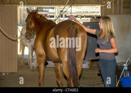 Un Club 4-H teen girl états prend soin de son cheval à un equestrian stables en Coto de caza, CA. Banque D'Images