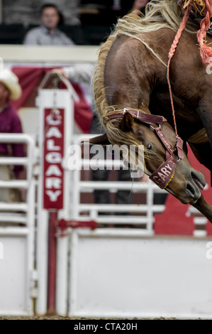 Saddle bronc événement au Calgary Stampede Rodeo Banque D'Images