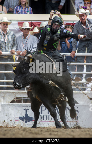 Bull riding événement au Calgary Stampede Rodeo Banque D'Images