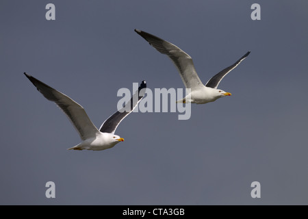 Paire de moindre Goéland marin Larus fuscus en vol Banque D'Images