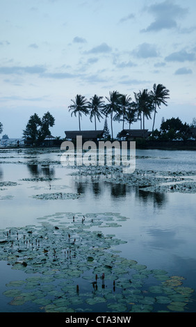 Étang de lotus à candidasa Bali Indonésie Banque D'Images