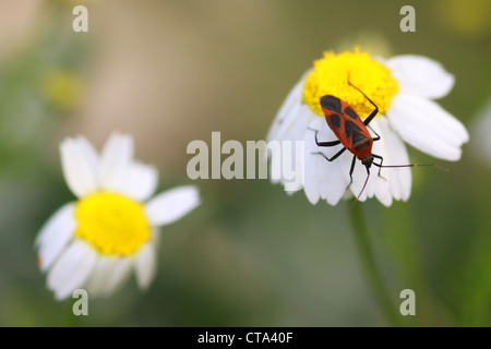 Firebug (Pyrrhocoris apterus) sur une politique commune de camomille (Anthemis cotula) photographié en Israël en Avril Banque D'Images