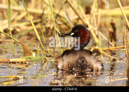 Grèbe castagneux (Tachybaptus ruficollis) dans un étang, photographié en Israël en Avril Banque D'Images