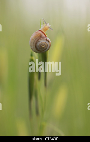 Un escargot sur la folle avoine (Avena) photographié en Israël au printemps Banque D'Images