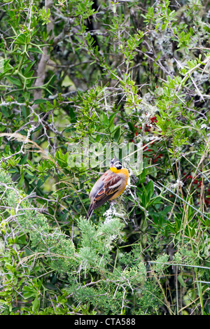 Mâle golden-breasted bunting perché en buissons épineux près de nid, Eastern Cape, Afrique du Sud Banque D'Images